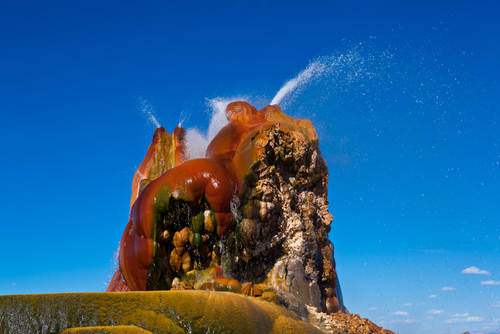 Geyser Fly