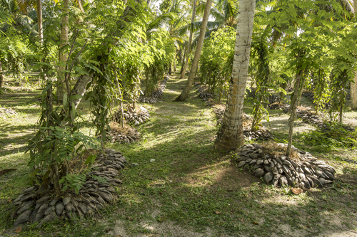 Plantación de vainilla en Zanzíbar
