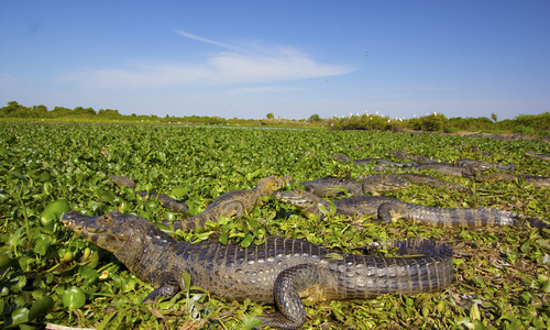 Pantanal en Brasil