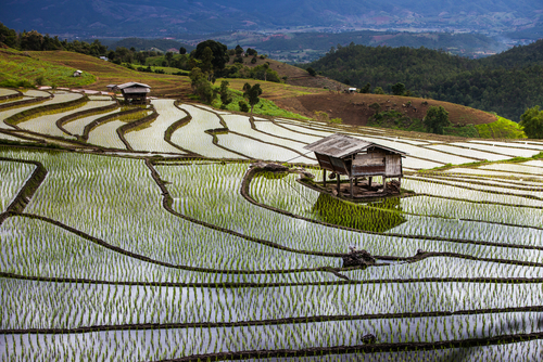 Campos de arroz en China