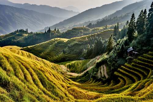 Campos de arroz en China