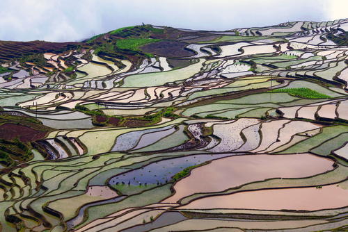 Campo de arroz en Yunnan en China