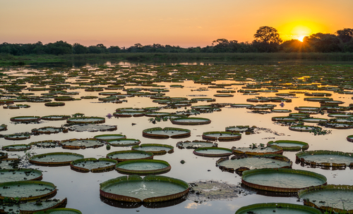 Pantanal en Brasil
