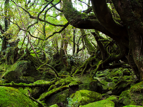 Recorremos el bosque encantado de Yakushima