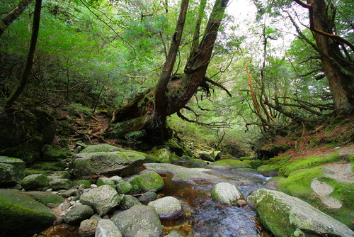 Bosque de Yakushima