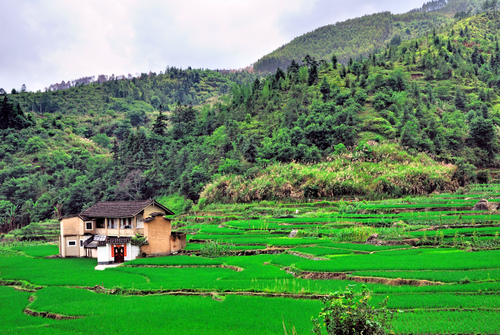 Campos de arroz en Fujian