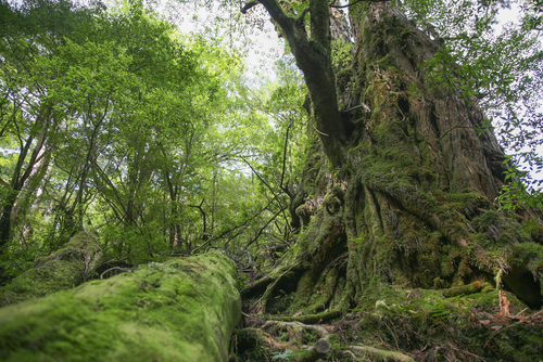 Bosque de Yakushima