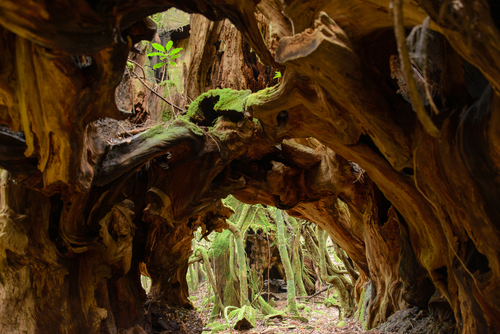 Bosque de Yakushima