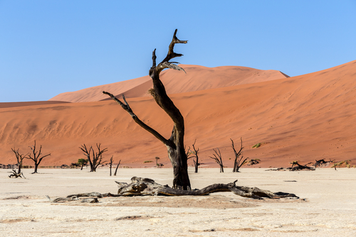 Dead Vlei