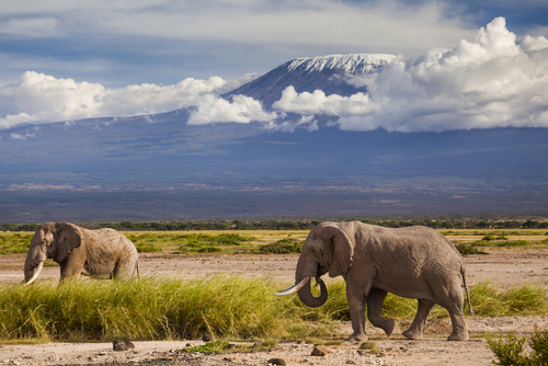 Kilimanjaro