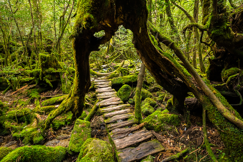 Bosque de Yakushima