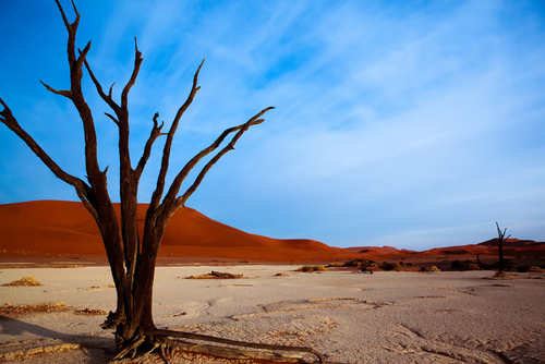 Dead Vlei en Namibia, un paisaje fantasmagórico Dead Vlei en Namibia, un paisaje fantasmagórico