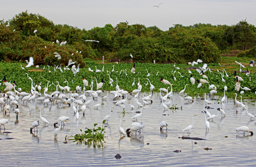 Pantanal en Brasil