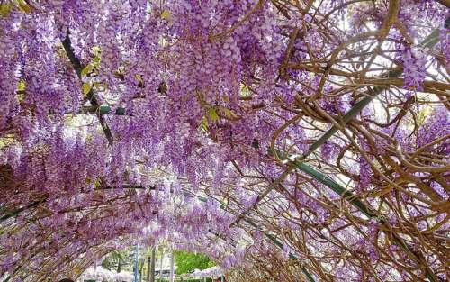 Túnel de Wisteria