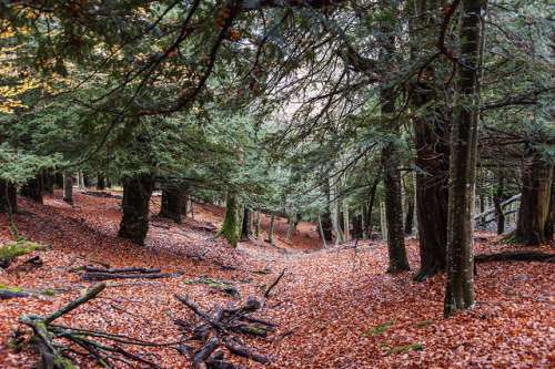 Tosande en otoño