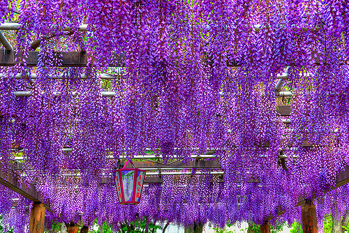 Wisteria