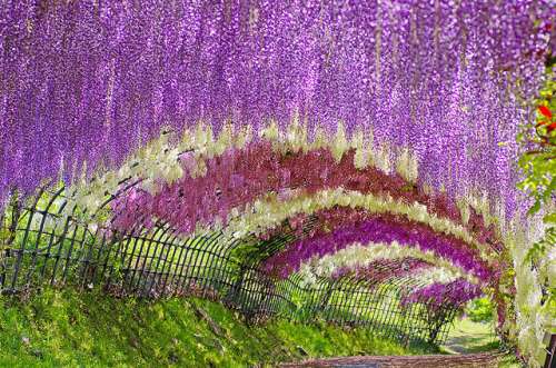 Túnel de Wisteria