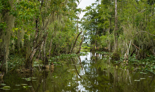 Los misteriosos Everglades de Florida