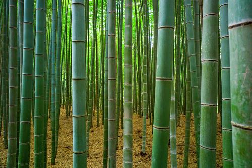 Bosque de bambú de Arashiyama