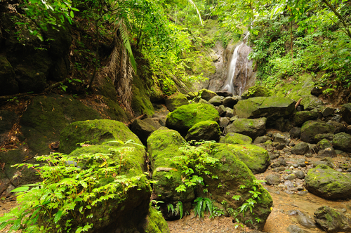 Selva Darien en Capurganá