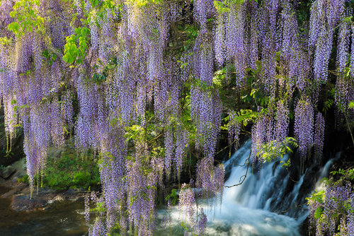 Wisteria