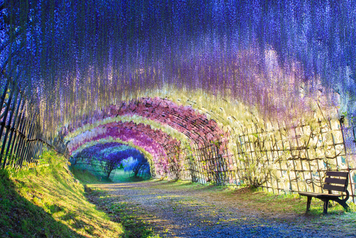 El túnel de Wisteria en Japón, pura fantasía