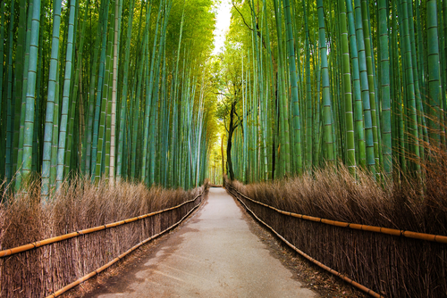 El fantástico bosque de bambú de Arashiyama