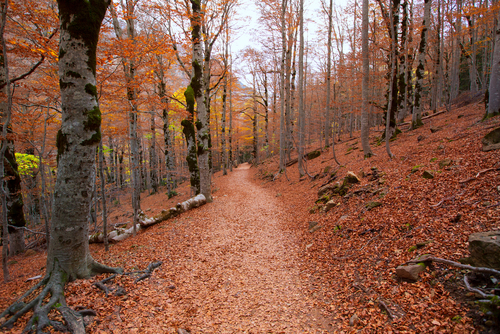Valle de Ordesa en otoño