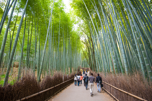 Bosque de bambú de Arashiyama