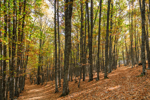 Castañar de El Tiemblo en otoño