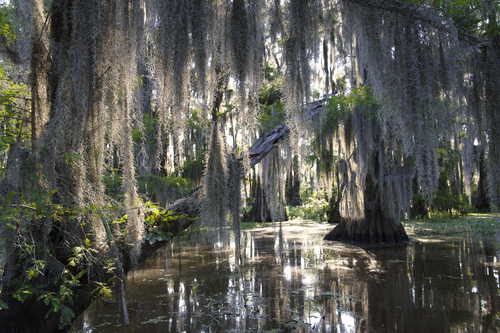 El lago Caddo en Estados Unidos, un peculiar pantano