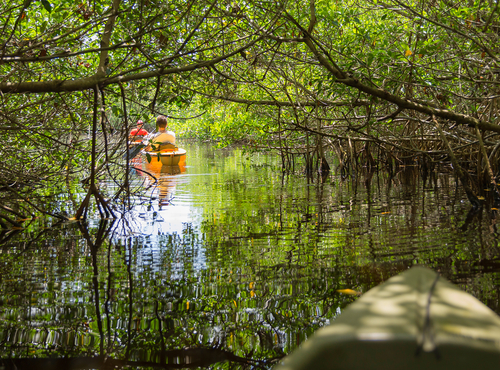 Everglades