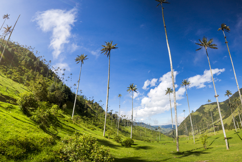 Valle de Cocora