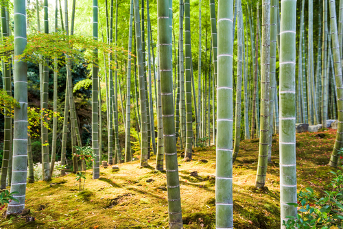 Bosque de bambú de Arashiyama