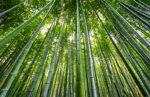 Bosque de bambú de Arashiyama