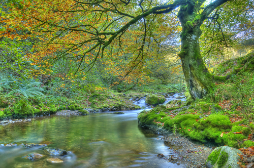 Bosque de Muniellos