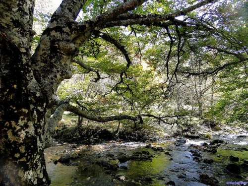 Hayedo de Montejo, Madrid