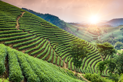 Campos de té en China