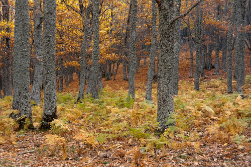 Castañar de El Tiemblo