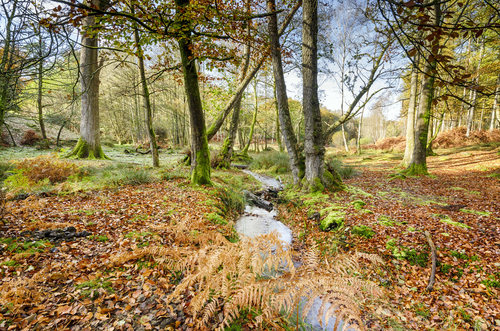 New Forest en Inglaterra