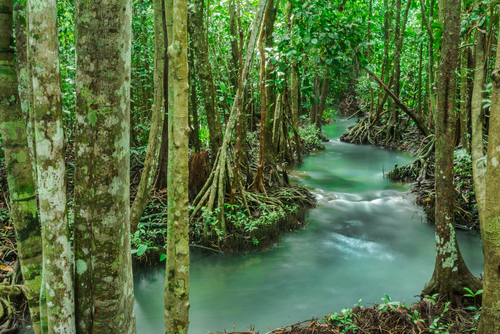 Krabien Tailandia