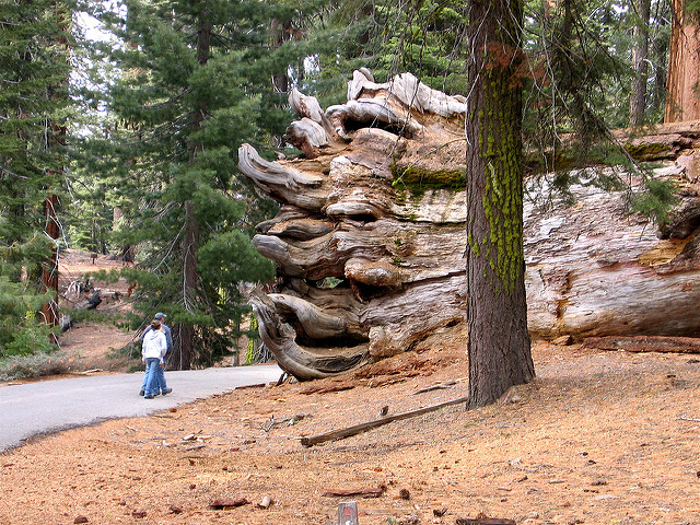 Wawoma Tunnel Tree en Mariposa Grove