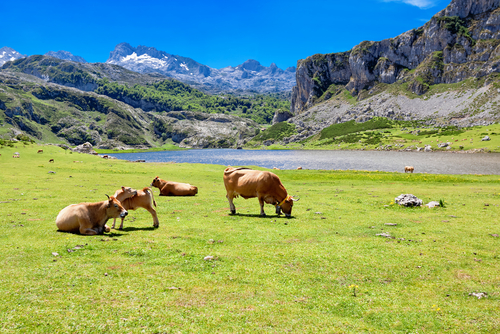 Lago Ercina en Covadonga