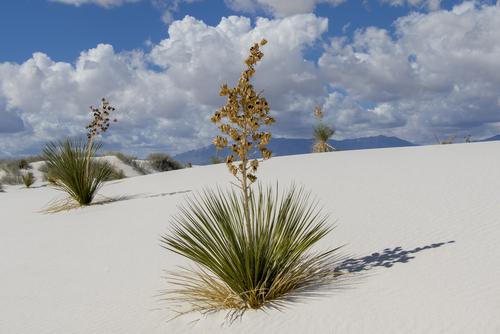 Desierto Arenas Blancas