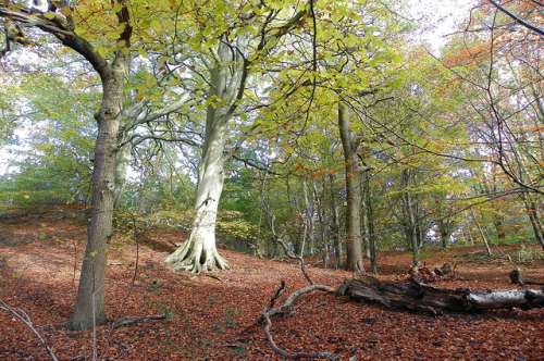 Jardín Botánico de Durham