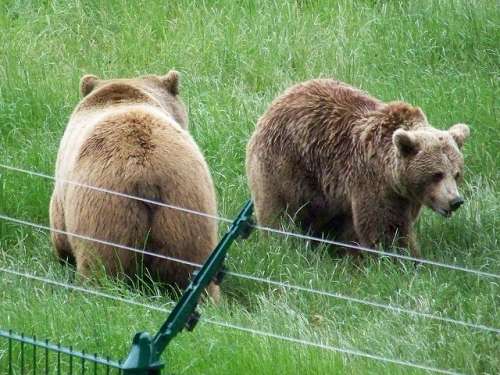 Fundación Oso de Asturias
