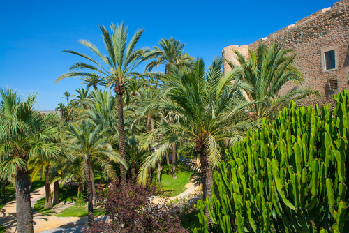 Palmeral de Elche