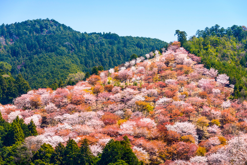 Yoshinoyama en Japón y el espectáculo de los cerezos en flor