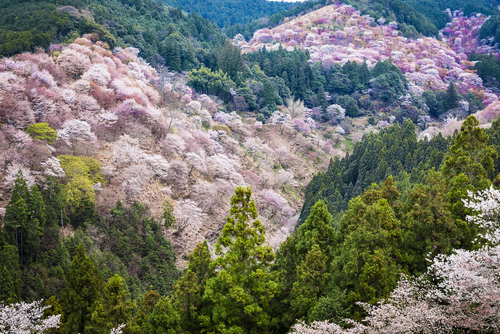 Yoshinoyama