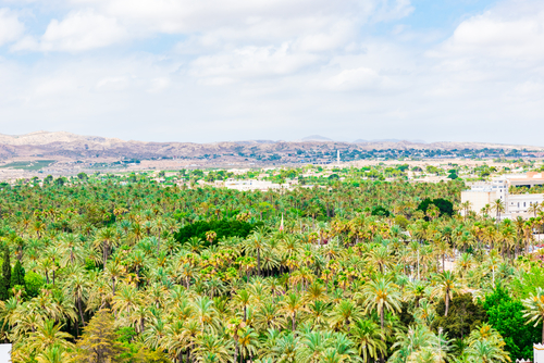 Palmeral de Elche